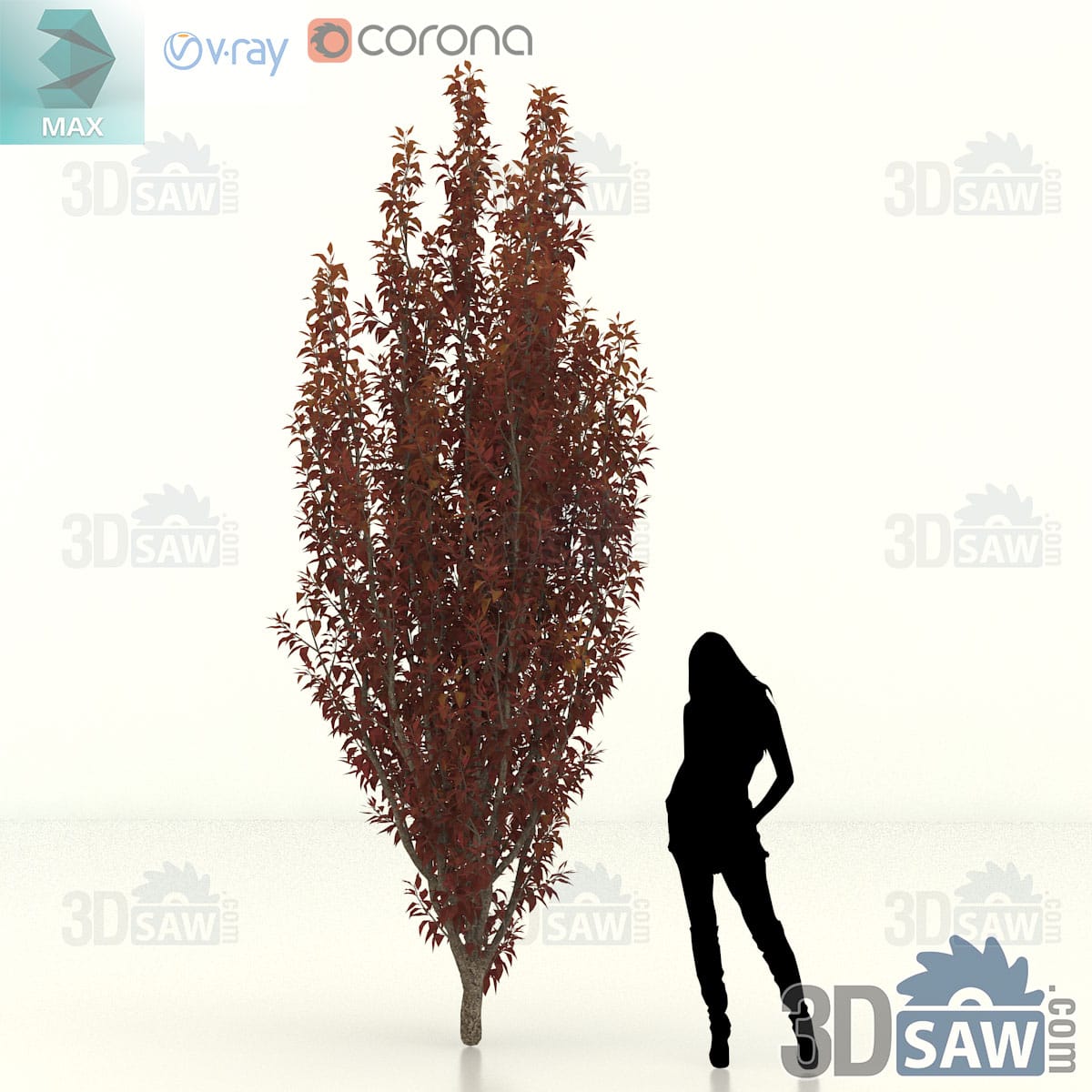 Purple-leaf cherry plum with a broad spreading head of burgundy foliage on outward-reaching limbs