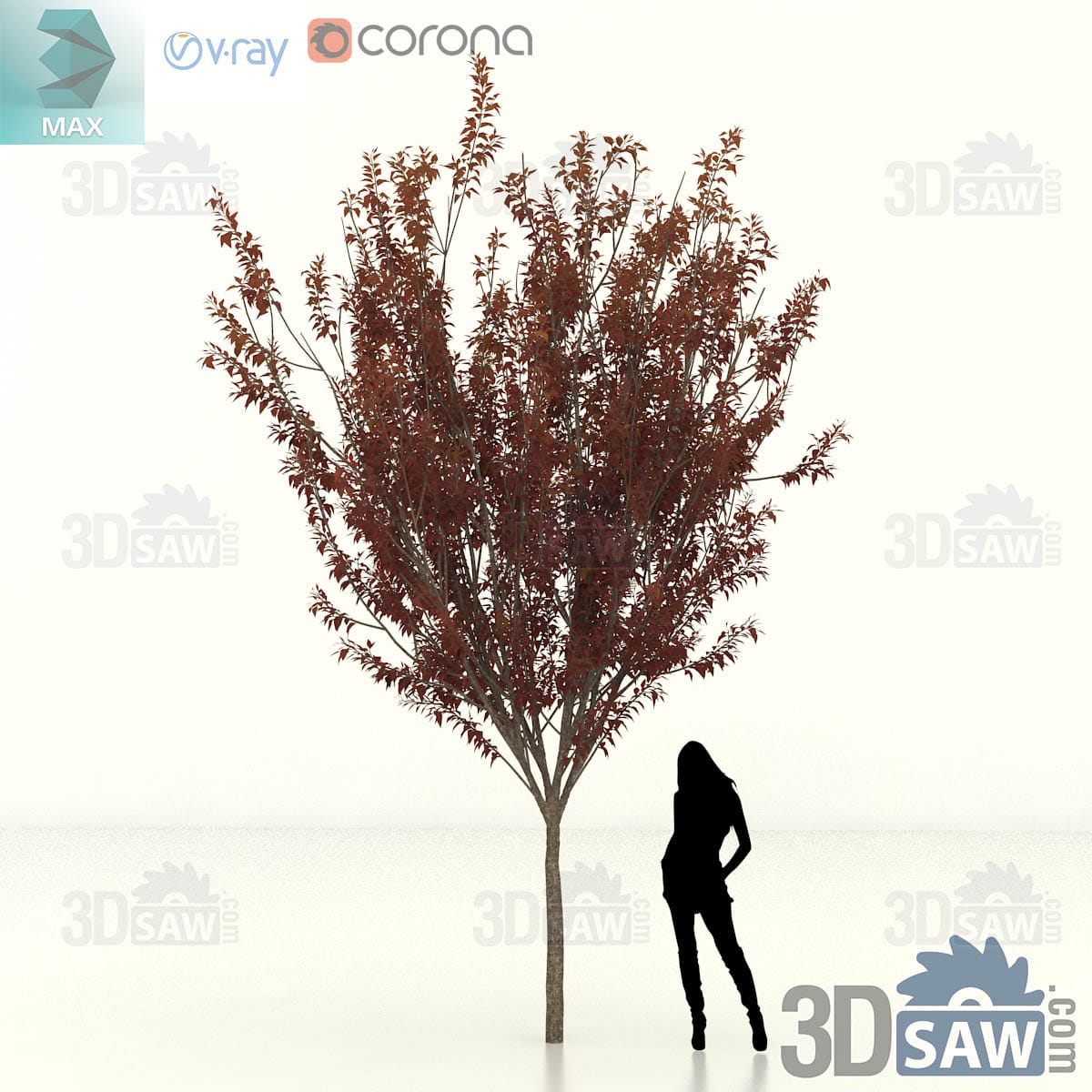 Semi-mature purple-leaf cherry plum with a dense rounded crown of dark burgundy foliage on a short clean trunk