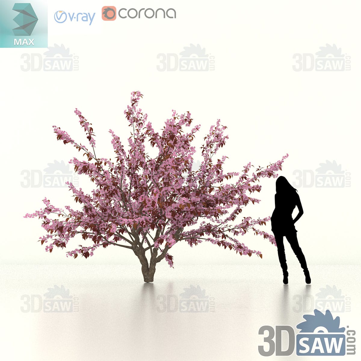Mature purple-leaf cherry plum with heavy forking limbs and a full deep crown of burgundy foliage on a thick trunk