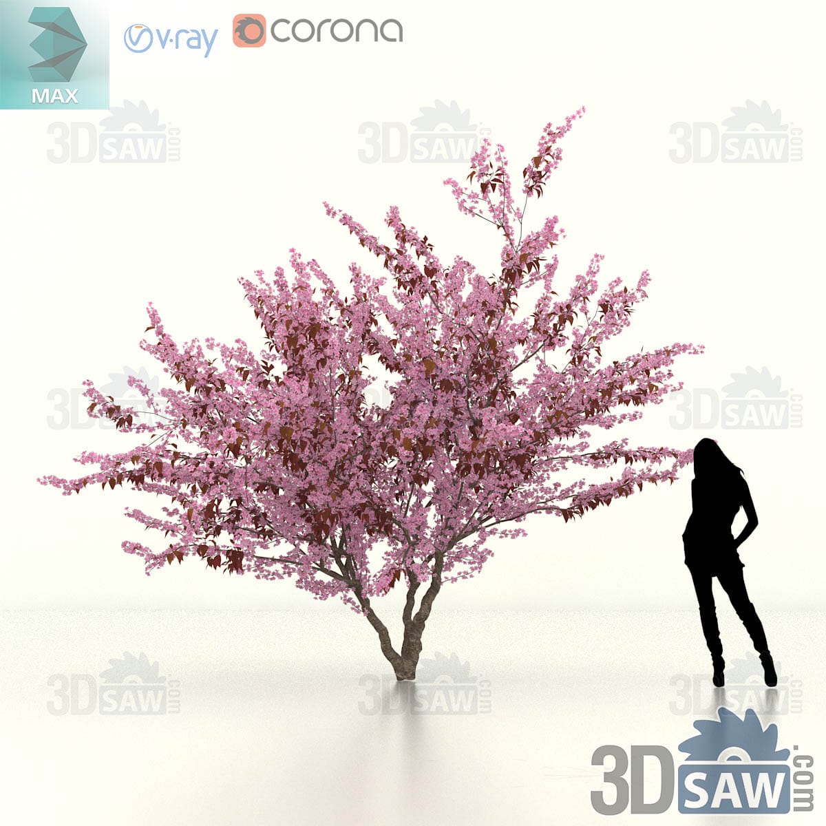 Large purple-leaf cherry plum specimen with a billowing dark purple crown and wide low limbs on a stout trunk