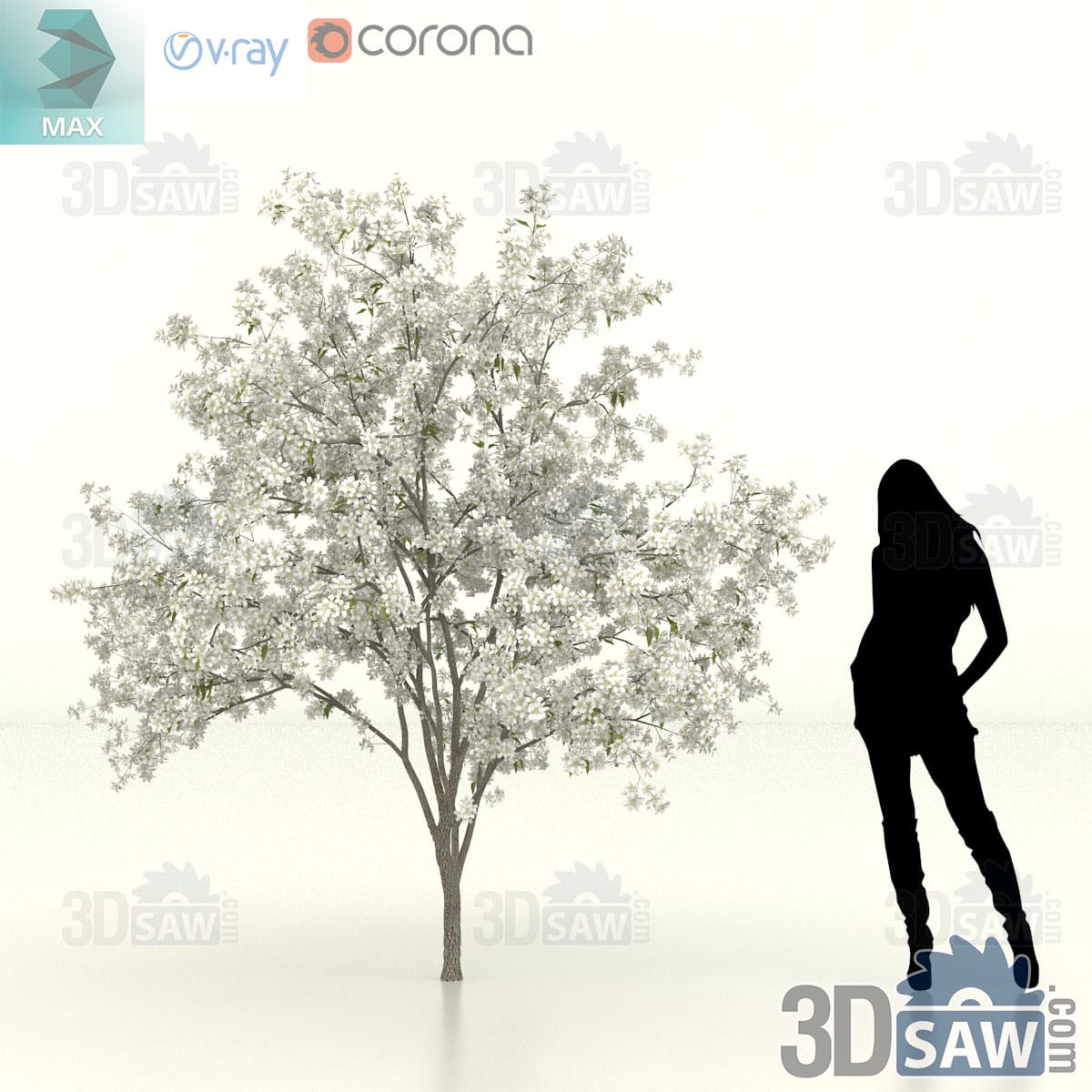Callery pear with a broad teardrop crown of dense white spring blossom on wide arching branches