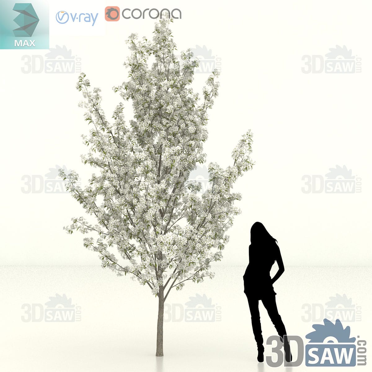Semi-mature Callery pear with a full even crown of white spring blossom above a clean lower trunk