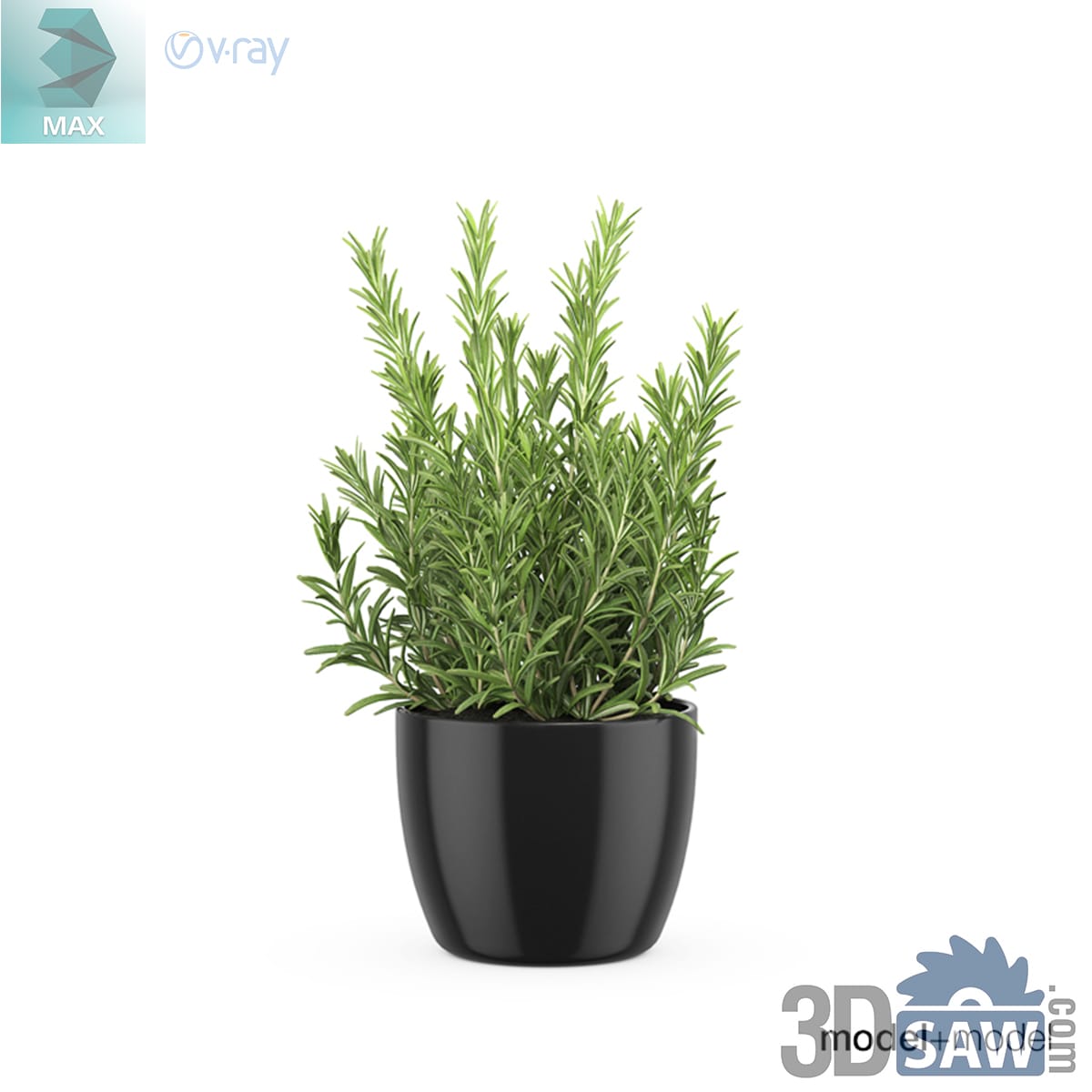 Upright rosemary plant with needle-like leaves in a small glossy black ceramic pot
