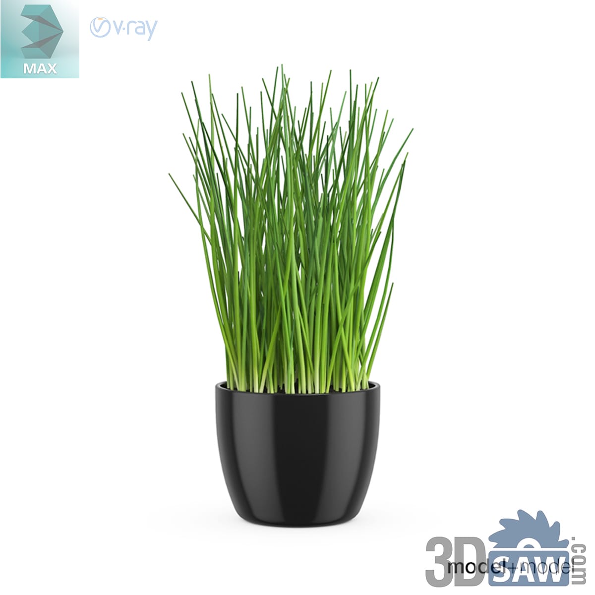 Clump of tall slender chive stalks growing from a small glossy black ceramic pot