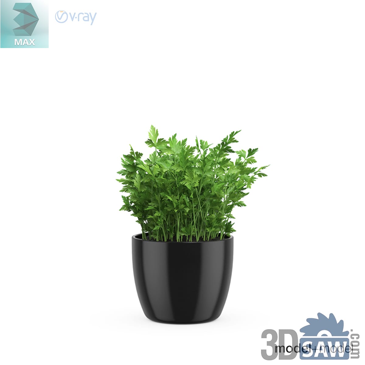 Leafy flat-parsley plant with toothed green leaves in a small glossy black ceramic pot