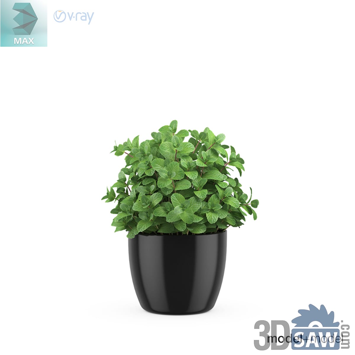Bushy mint plant with crinkled veined leaves forming a mound in a small glossy black ceramic pot