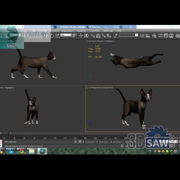 Lean Oriental shorthair cat with a dark brown coat and white paws in walking and stretching poses