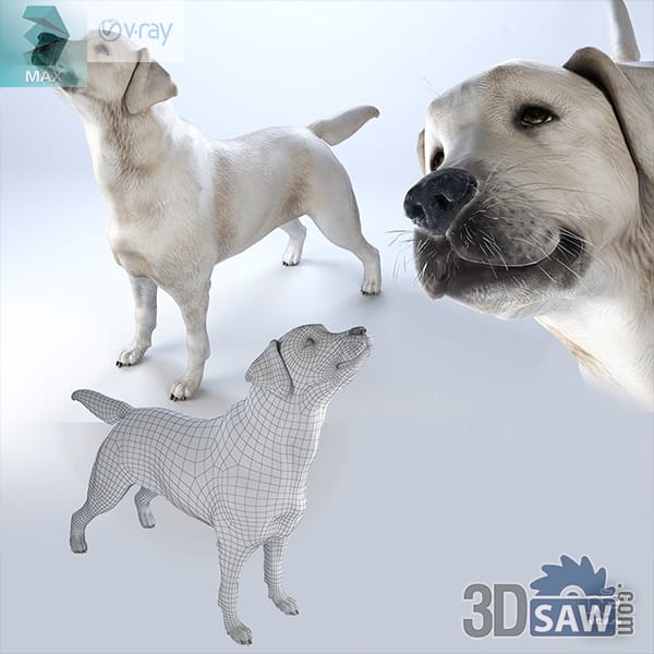 Yellow Labrador retriever standing with head lifted, shown beside a clean quad mesh