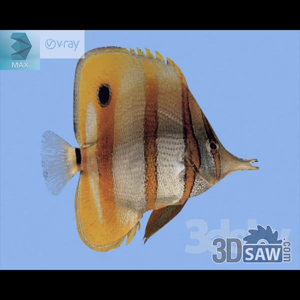 Copperband butterflyfish with a tall banded body, long tubular snout and a tail eyespot