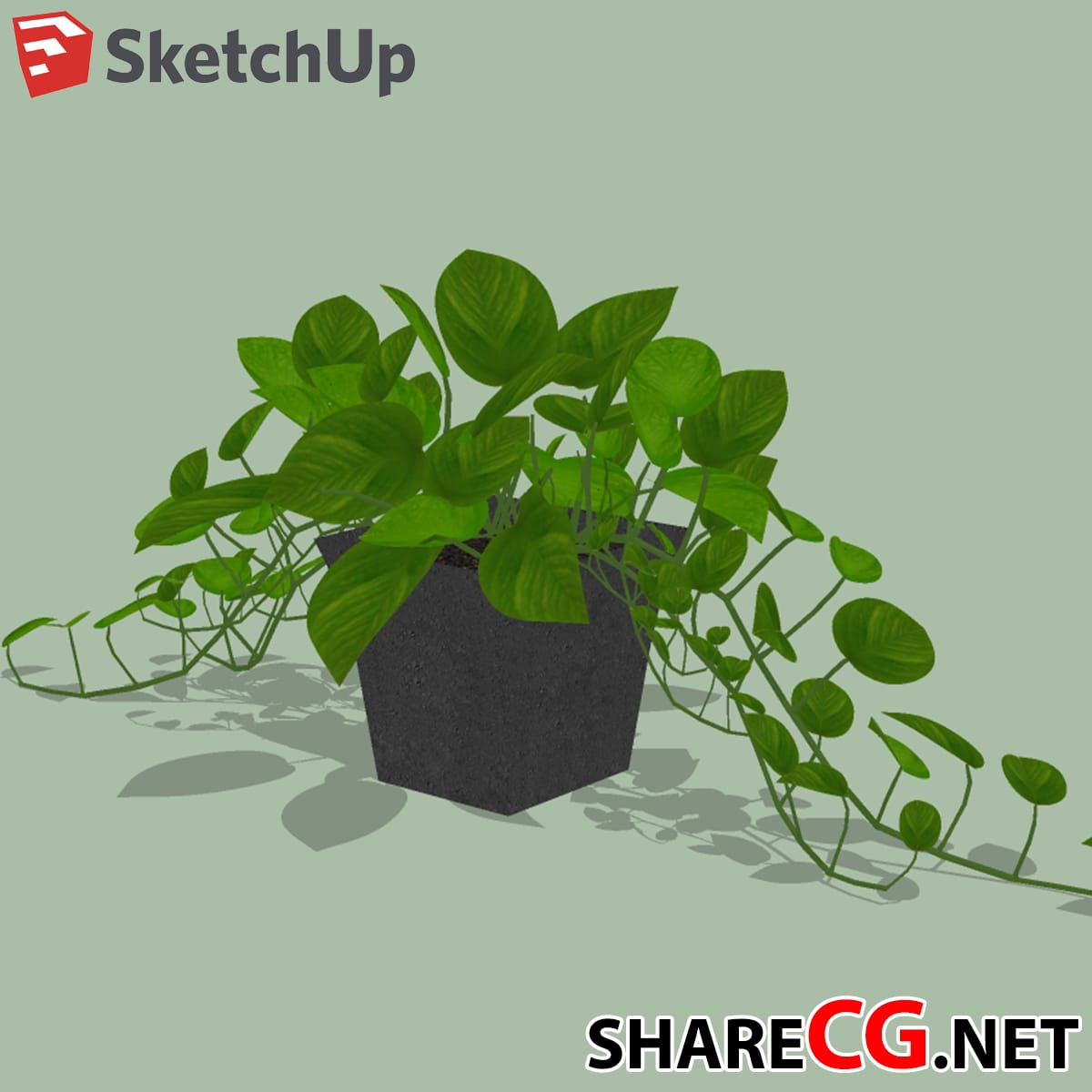Trailing golden pothos with heart-shaped leaves in a dark square pot, vines spreading across the floor