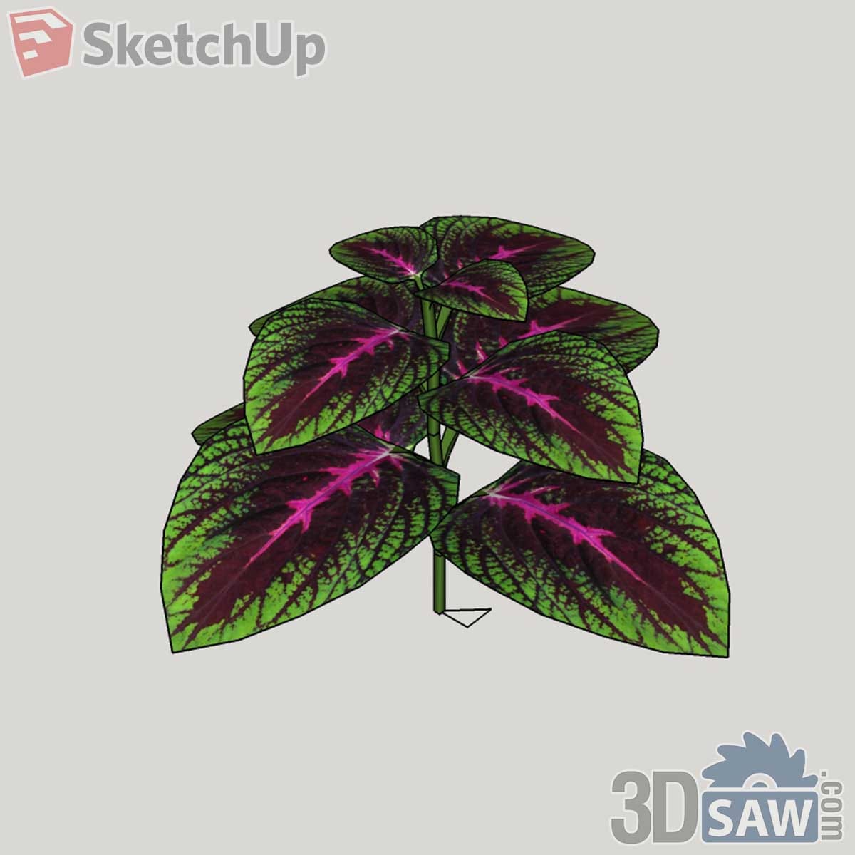 Coleus plant with burgundy leaves, lime green edges and magenta veins on one stem