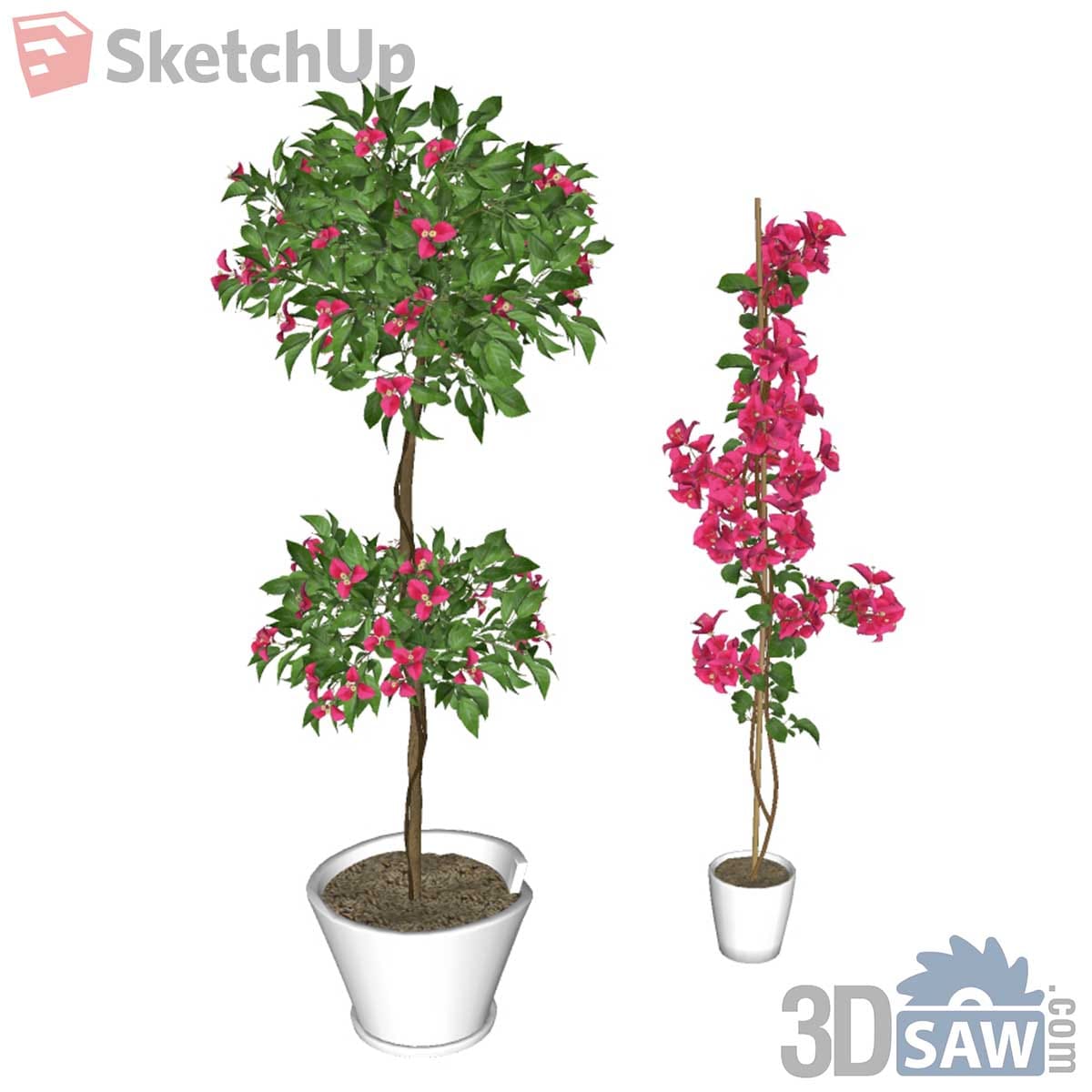 Two potted bougainvillea, a two-tier topiary and a staked climber with magenta flowers in white pots